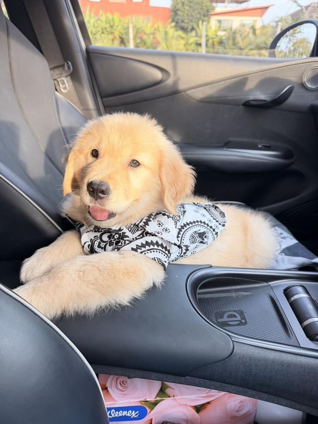 สุนัขโกลเด้น รีทรีฟเวอร์