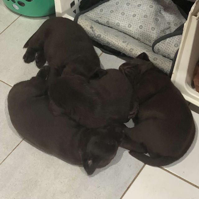 🐶 ลูกสุนัขพันธุ์ลาบราดอร์แท้ เพศเมียและเพศผู้ 8