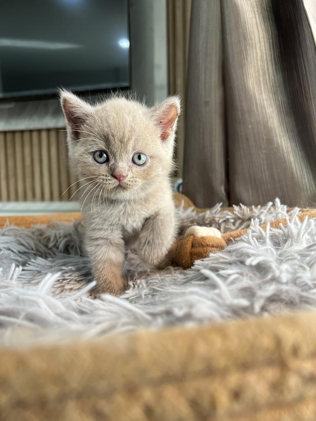 ลูกแมว บริติช ช็อตแฮร์ ใบเพ็ดนอกWCF(British Shorthair) 8