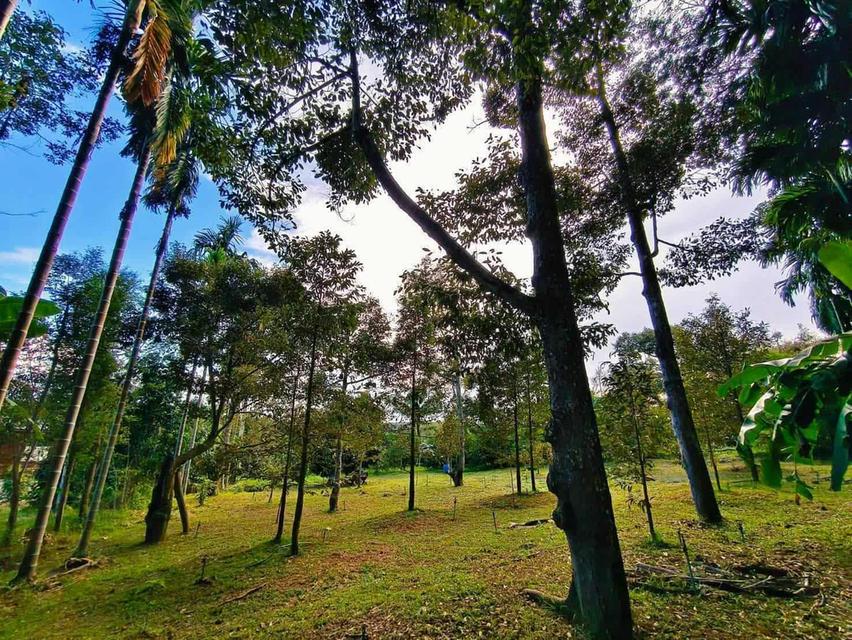 สวนทุเรียนแปลงเล็กระยอง 8