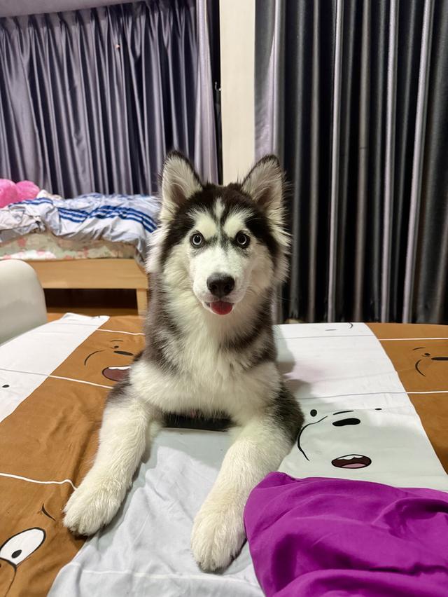 Husky name luna but we call her snow