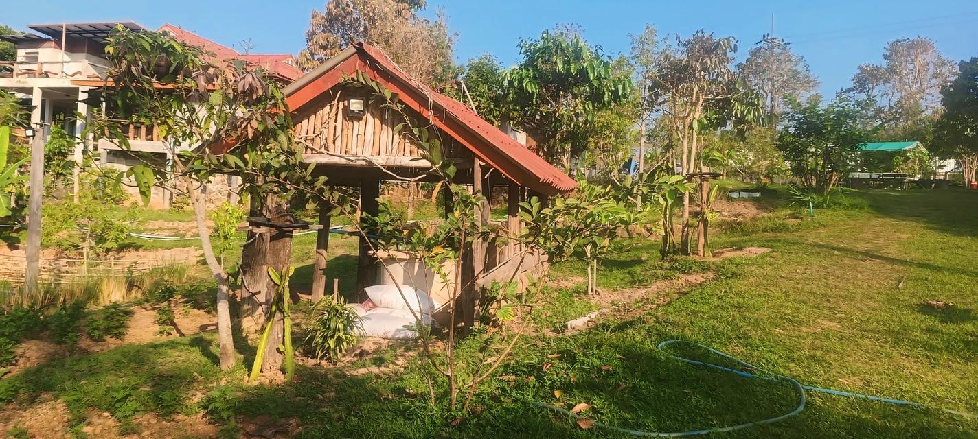 🔥 หลุดจอง! ที่ดิน 6 ไร่ + บ้าน + สวนทุเรียนให้ผลแล้ว (จ.เพชรบูรณ์) 10