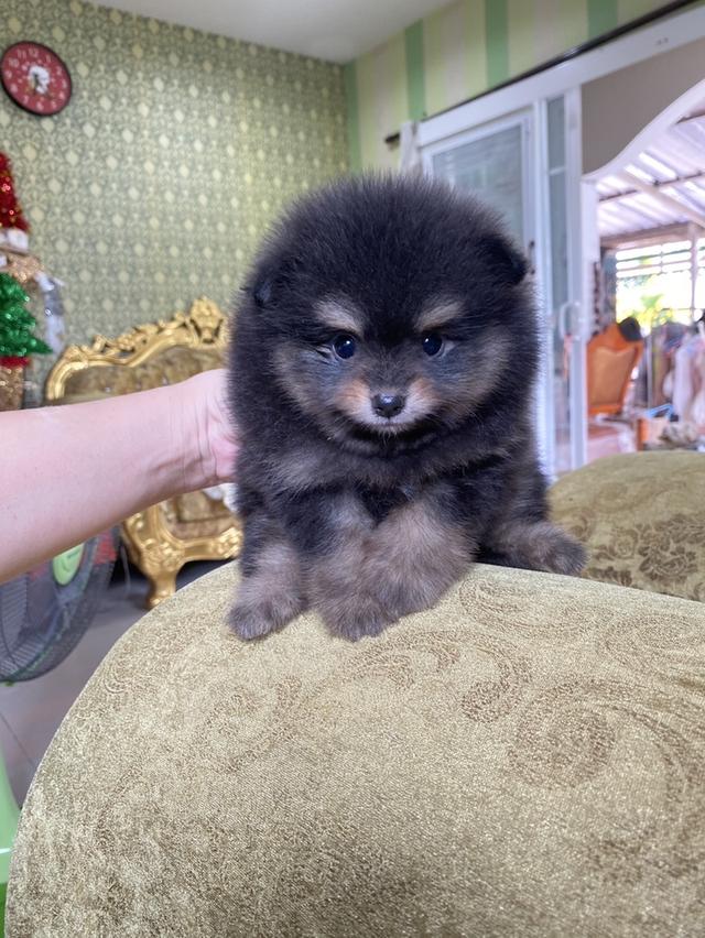 ปอมแท้ มีหลายตัวให้เลือก  7