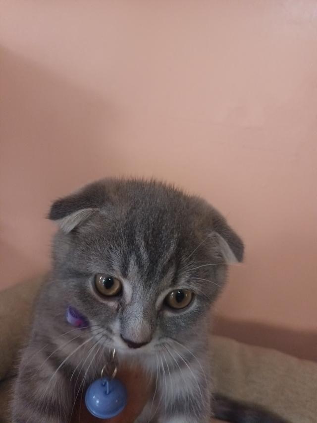 แมวสก๊อตติสอายุ3เดือนเพศหญิง รูปที่ 4