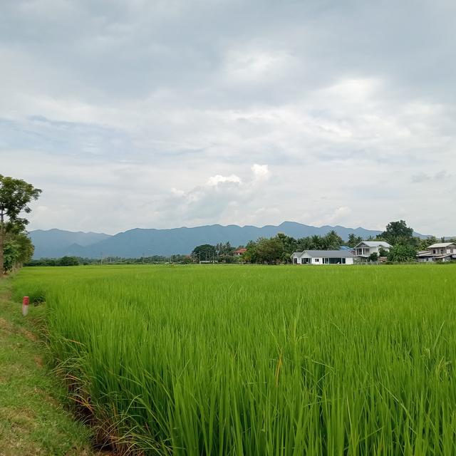 บ้านพร้อมที่ดิน 2 ไร่ 2 งาน 17 ตรว. 17