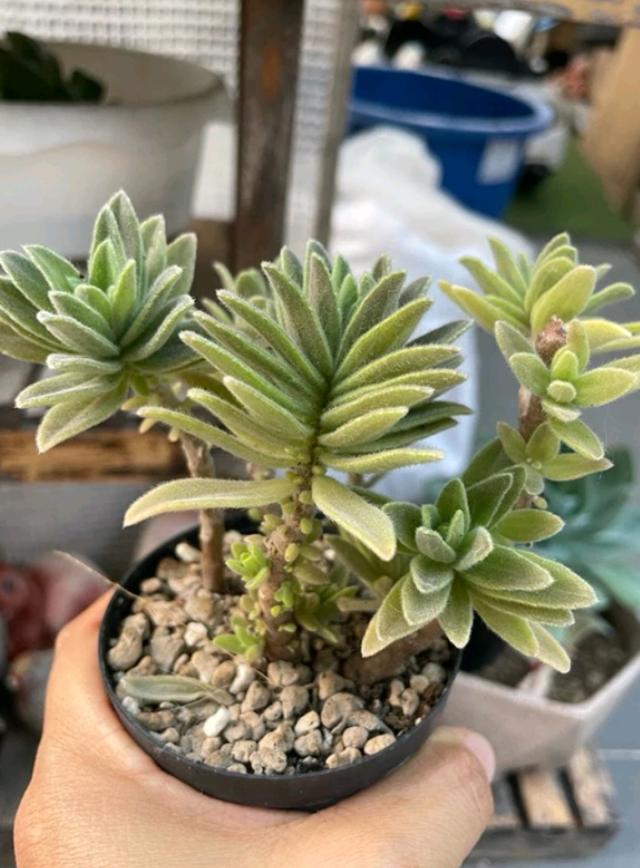 กุหลาบหิน Crassula คลาสซูล่า 3