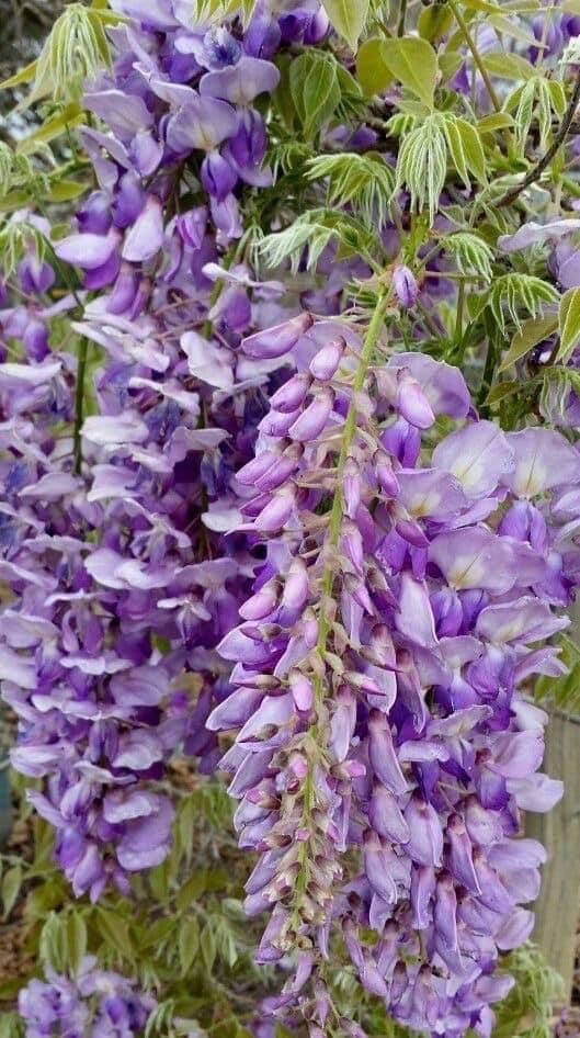 ต้น วิสทิเรีย (Wisteria) 5