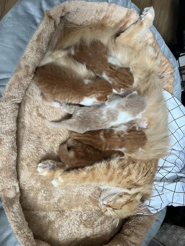  ลูกแมวเปอร์เซียแท้ เลี้ยงระบบปิด พร้อมย้ายบ้านเดือนธันวาคม น้องเกิดวันที่ 29/10/68 3