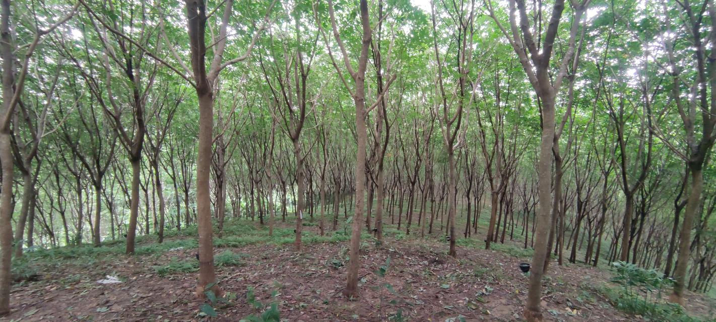 ขายที่ดินบนภูเขา 51 ไร่ วิวทะเล ใกล้หาดบางสัก พังงา 4