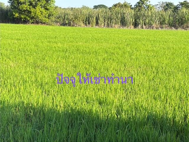 ที่ดิน 2 ไร่ 2