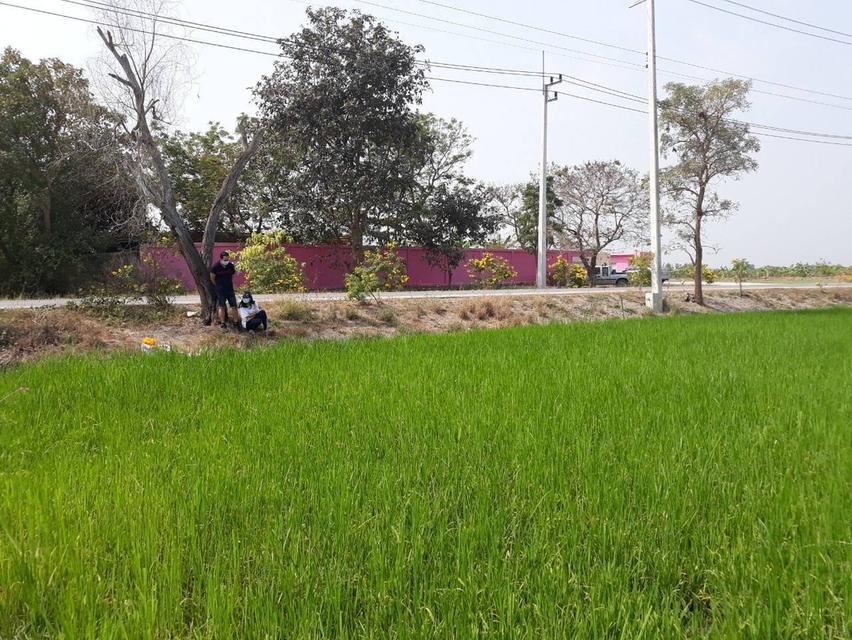 ขายที่ดิน 14 ไร่ 3 งาน 63 ตารางวา ปทุมธานี บางเตย สามโคก ติดสนามยิงปืนราชสีห์ 5