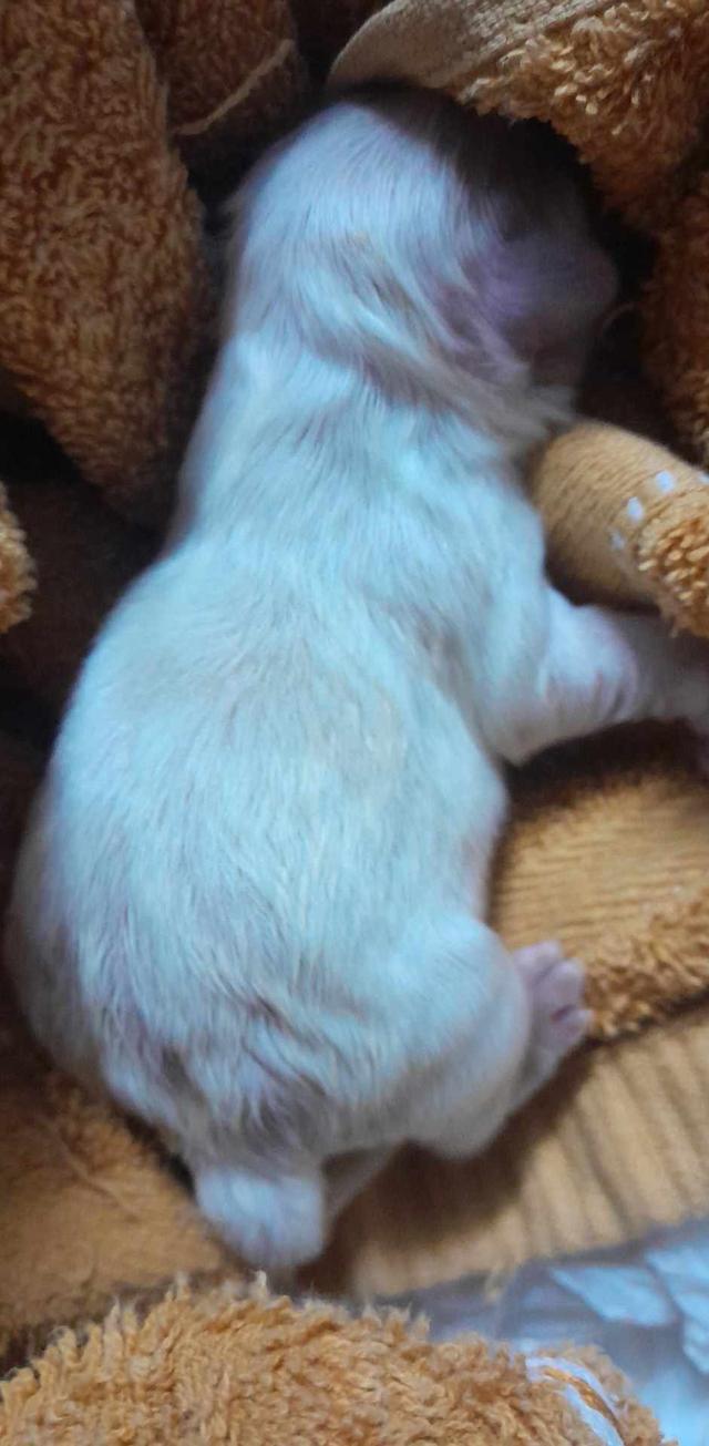 ลูกมอลทีสลูกโทน 3
