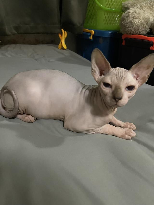 แมวสฟิงซ์เพศเมีย 5เดือน ฉีดวัคซีนแล้ว มาดูได้ที่ลาดกระบัง 12