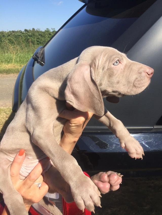 Weimaraner Puppies  WhatsApp me : ( +63 985 762 7466 )