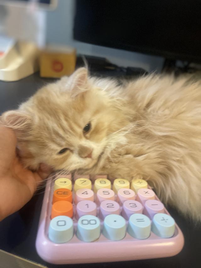 แมวส้มขี้อ้อนนวดเก่ง(เด็กชาย 3 เดือน)นิสัยขี้อ้อนสุดๆ รูปที่ 10