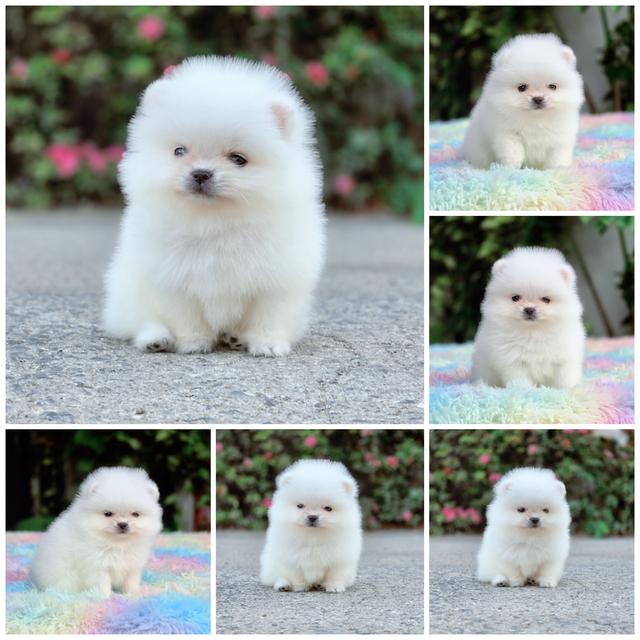 เปปเปอร์ ปอมขาวทีคัพเพศผู้สุดน่ารักพร้อมซน