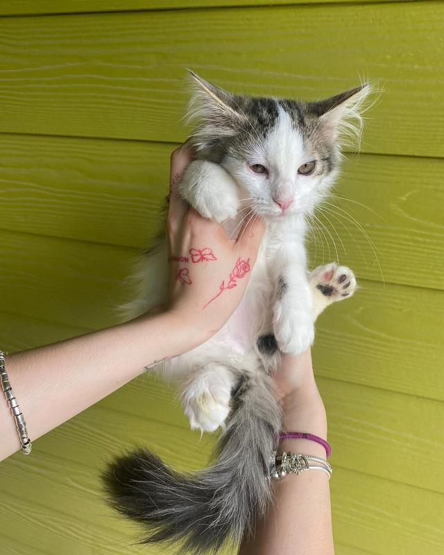 Turkish Angora Kittens  WhatsApp me : +66 63 826 3042
