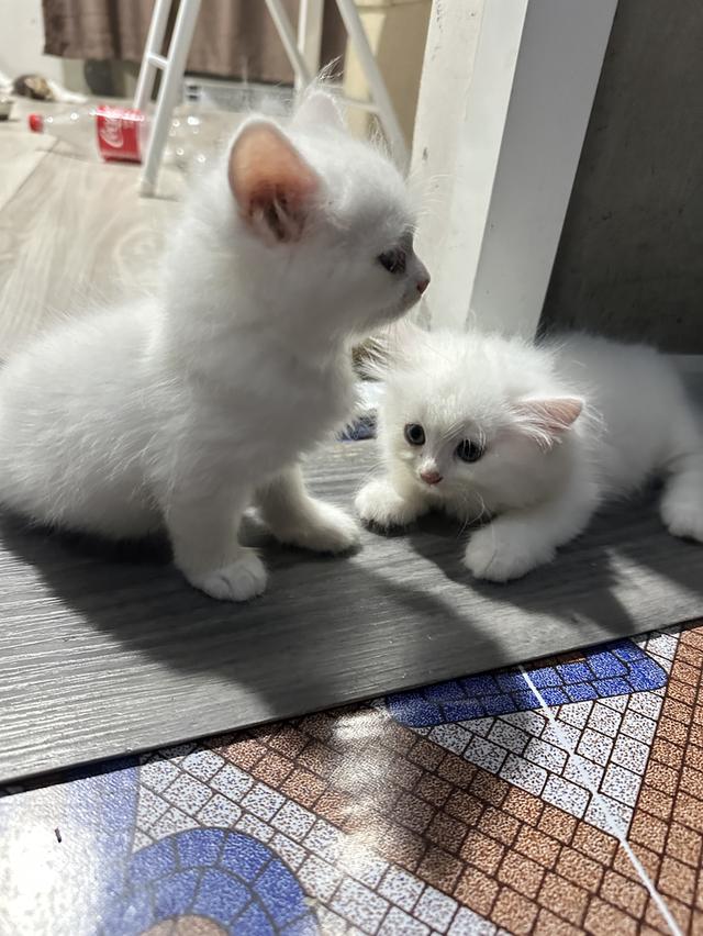 แมวเปอร์เซีย  (ชะอำ) รูปที่ 2