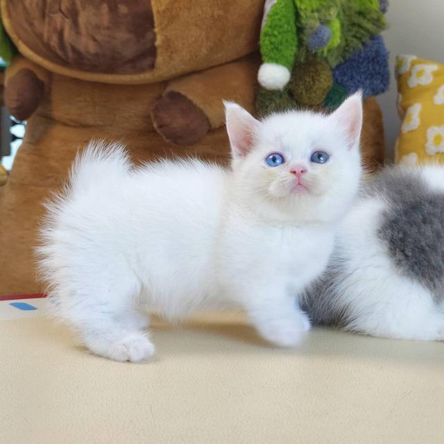 แมวขาสั้น Munchkin short leg chiangmai รูปย่อยที่ 2