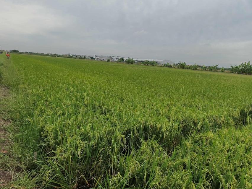 “ขายที่ดินเปล่า 4 ไร่ ต.บึงคำพร้อย อ.ลำลูกกา / ปทุมธานี – วิวทุ่งโล่ง ใกล้ชานเมืองกรุงเทพฯ ราคาเพียง 5 ล้านบาท” 1