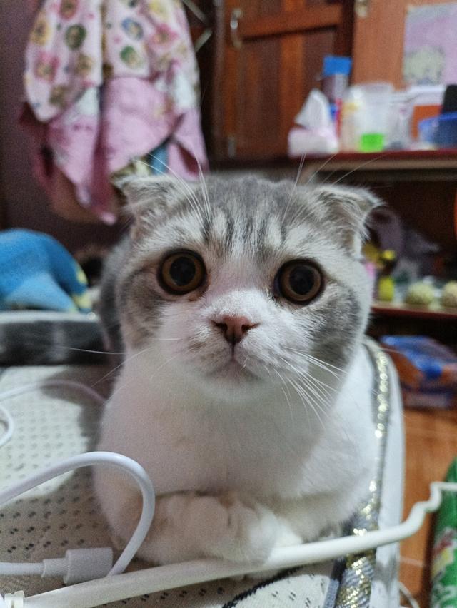 แมว scottish fold อายุ6เดือน