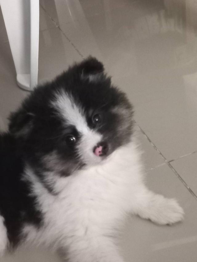 สุนัข ปอม อายุ 3 เดือน