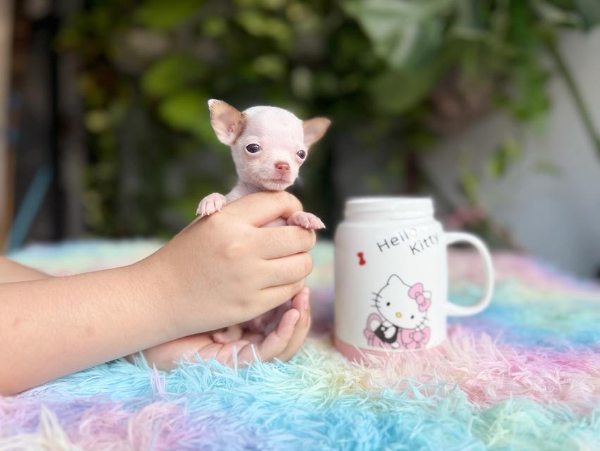 ชิวาวาแท้ ขนสั้นทีคัพ เพศผู้