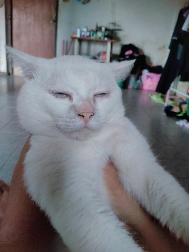 แมวขาวมณีผสมสก็อตติช 4