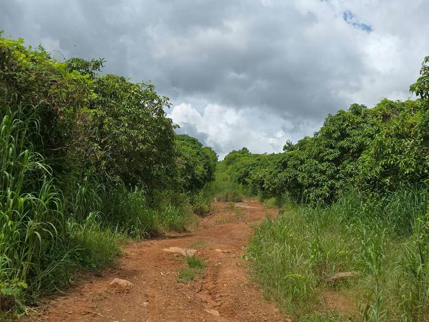 ขาย สวนเกษตร ฟาร์ม 914.75 ไร่ 11