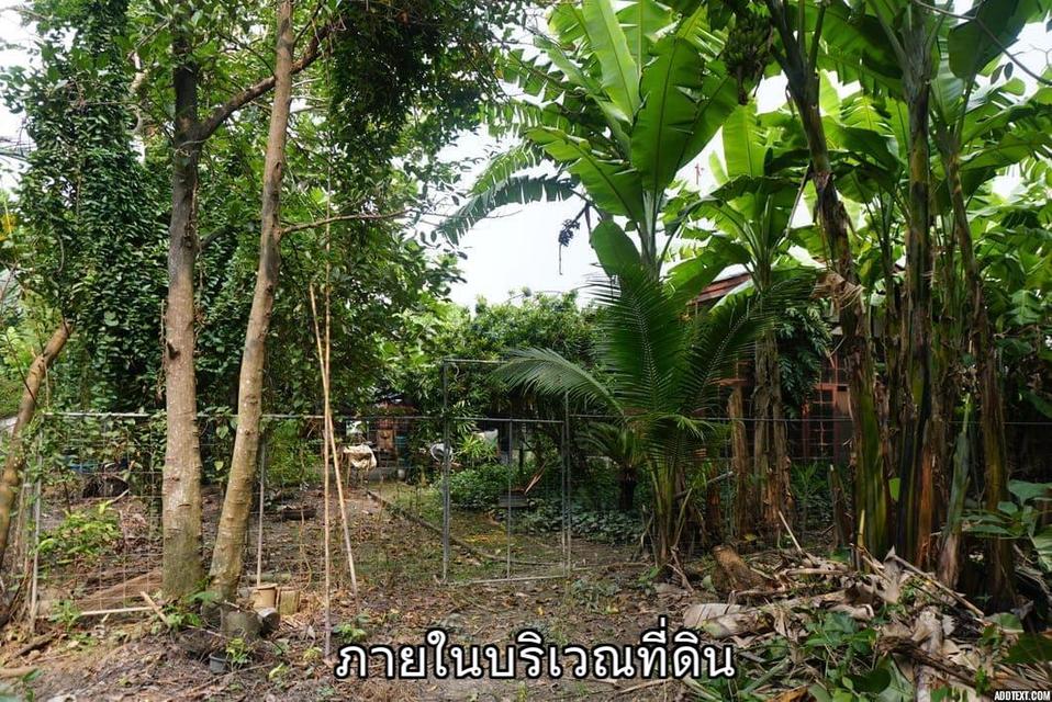 ขายที่ดินติดแม่น้ำท่าจีน อ.สามพราน จ.นครปฐม 11