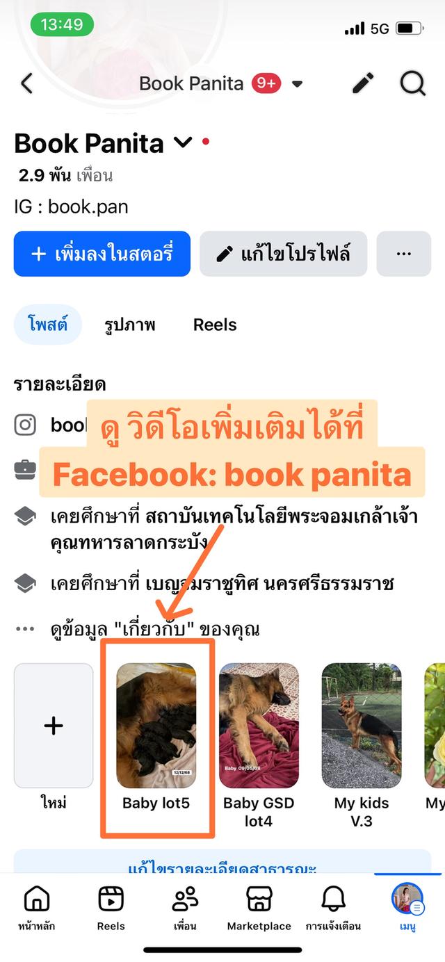 ลูกสุนัขเยอรมันเชพเพิร์ด (อัลเซเชี่ยน สุนัขตำรวจ) ว่างผู้4 เมีย4