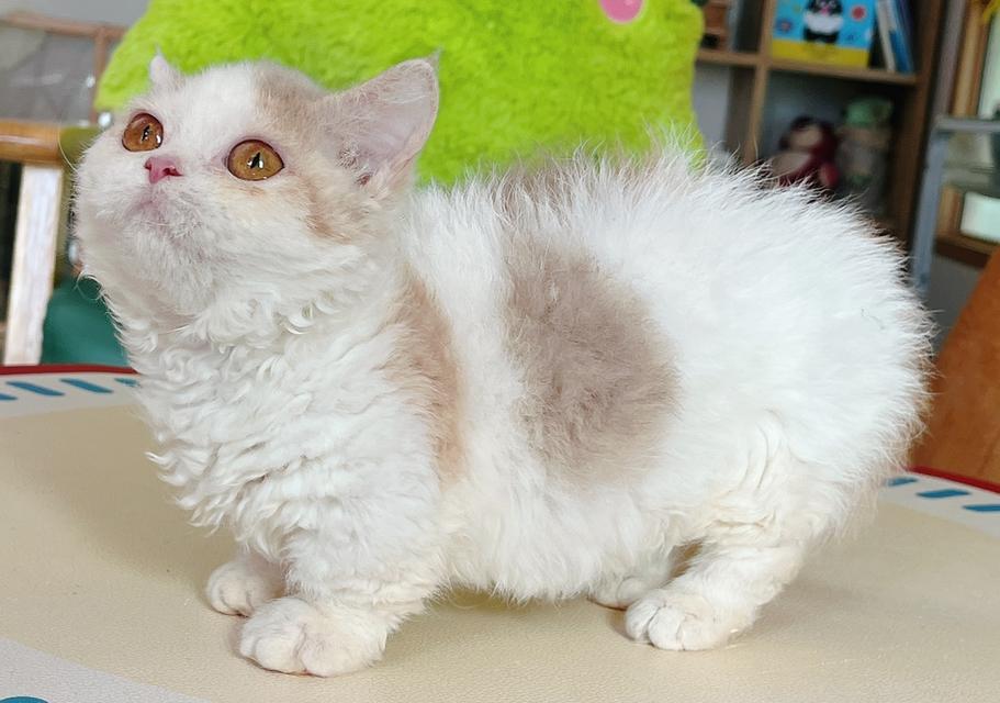 Selkirk Rex Female Lilac Tortie Bicolor Short Leg
