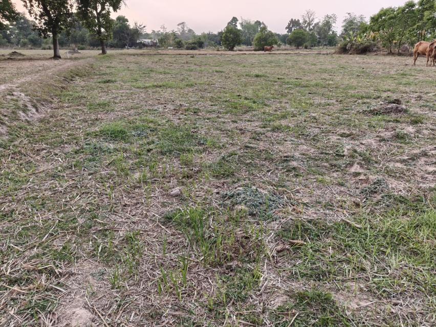 ขายที่ดินแปลงใหญ่ บ้านทุ่งขุนน้อย อุบลราชธานี ** เพียง 1.5 ลบ. ฟรีโอน ** (N.2029) 7