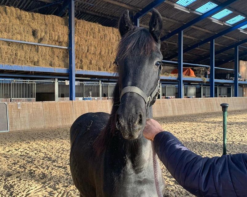 5 year old dream Friesian Horse for sale รูปที่ 2