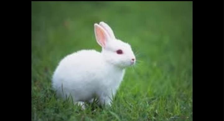 กระต่ายฟลอริดาไวท์ 3