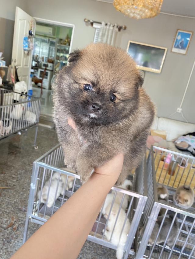 ปอมปอมแท้ สนใจสอบถามได้