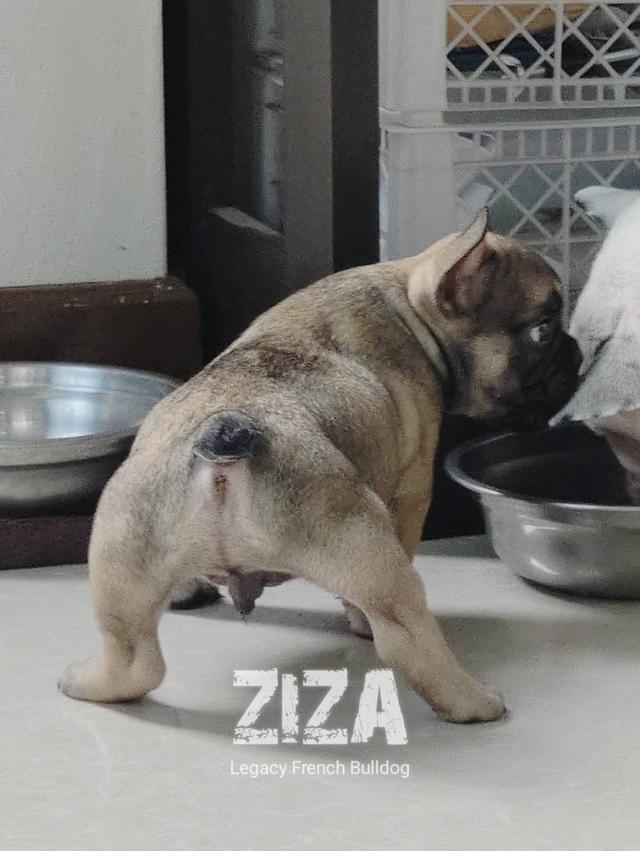 ZIZA สุนัขเฟรนช์บูลด็อก เพศผู้ สีเซเบิล 4