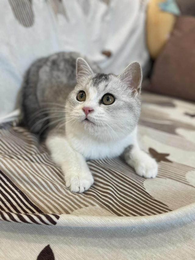 สาวสก็อตติชแท้ 12