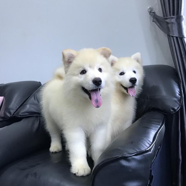 ไซบีเรียน เชียงใหม่