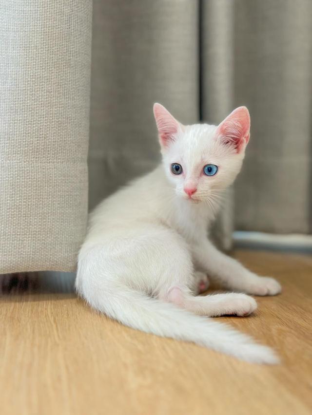 แมวขาวมณีไทยมงคลแท้ 💯 หล่อละหมุน