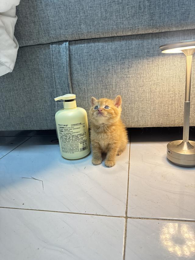 แมวส้มสก็อตติส รูปที่ 1