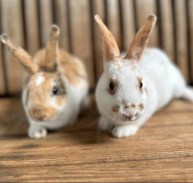 minirex bunnies กระต่ายน้อย หาบ้าน