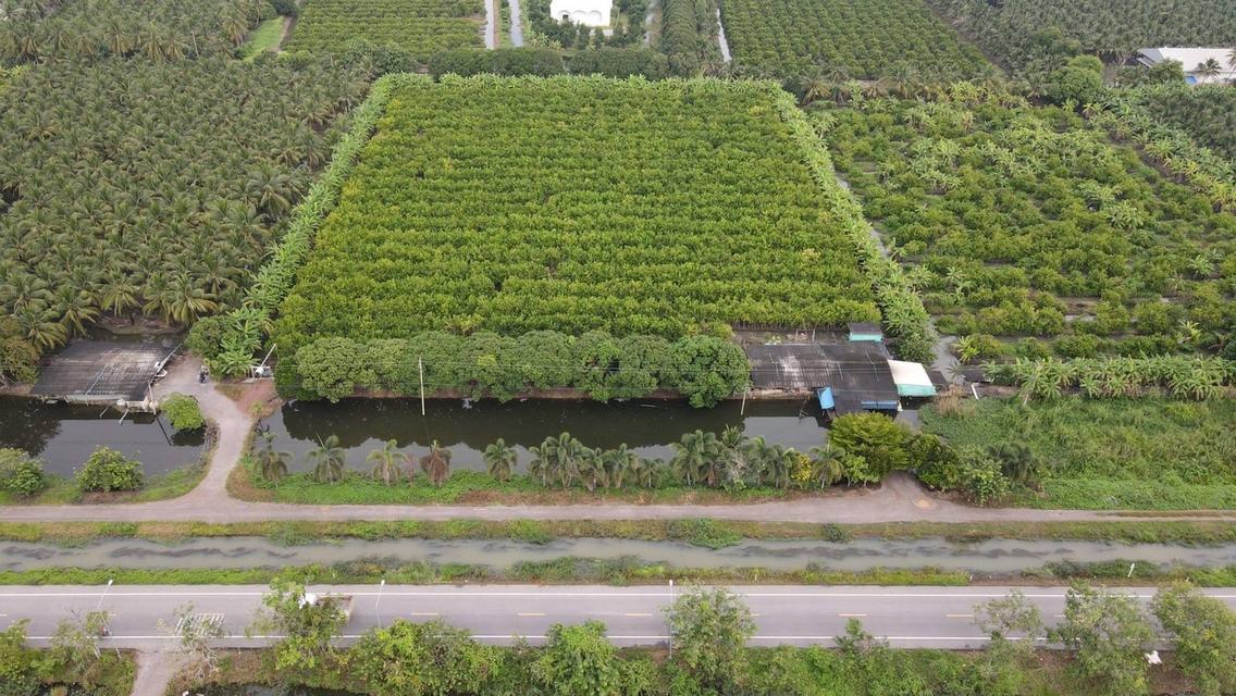 ขายที่ดินสวยเป็นที่สวน ติดหลังวัดหลวงพ่อสด ด้านหน้าติดถนนคลองชลประทาน ยาวประมาณ 600 เมตร ตำบลแพงพวย อำเภอดำเนินสะดวก จังหวัดราชบุรี ทั้งหมด 56 ไร่เศษ 12