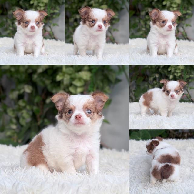 ชิวาวาแท้ ขนยาว เพศเมีย พร้อมย้ายบ้าน รูปที่ 4