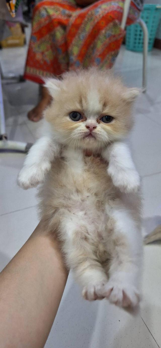 ลูกแมวแอคโซติก 2