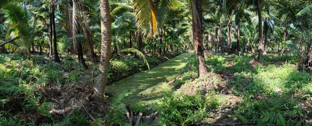 ขายที่ดิน บ้านและสวนมะพร้าว 13