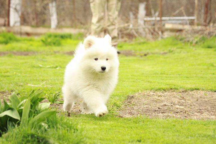 Samoyed puppies  WhatsApp me : +66 63 826 3042