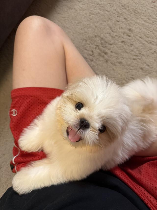 สุนัข พันธุ์ ชิสุ 2