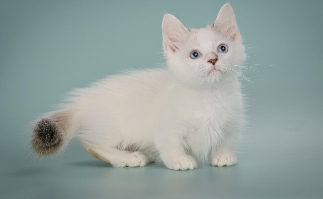 Munchkin Kittens Registered