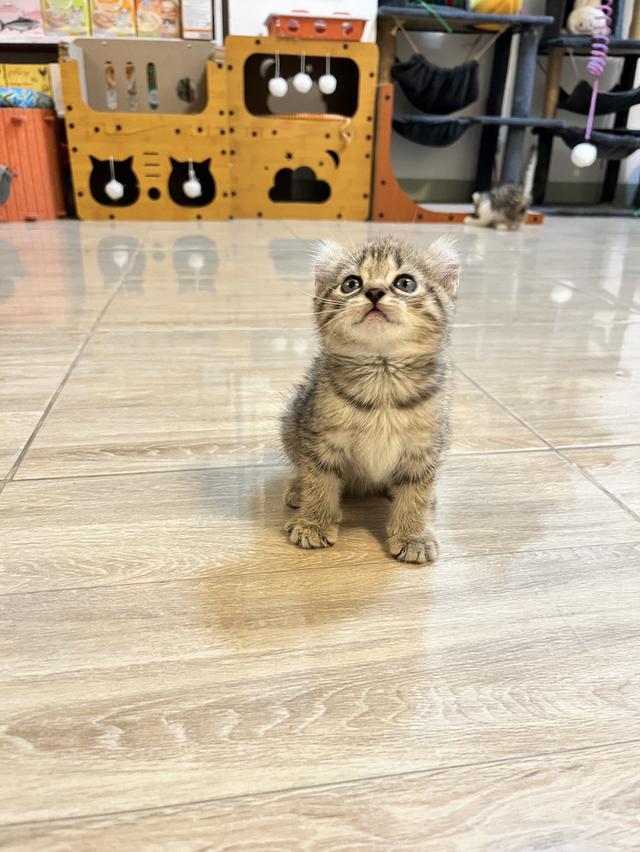 แมวหูบิน อเมริกันเคริล รูปที่ 6